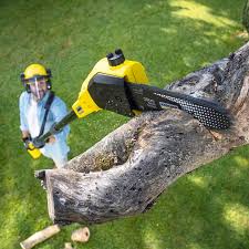Leaf Removal in Key West, FL