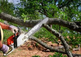 Best Stump Grinding and Removal  in Key West, FL