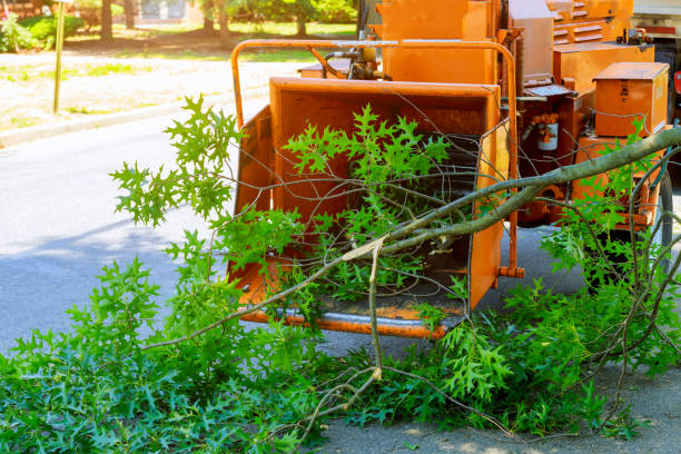 Best Tree and Shrub Care  in Key West, FL