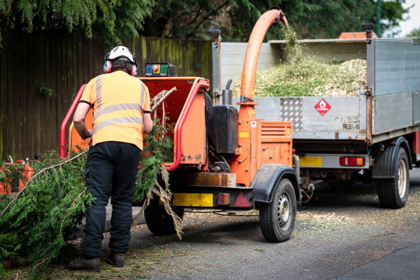 Organic Lawn Care Solutions in Key West, FL