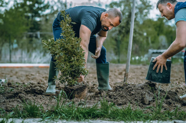 Best Fruit Tree Pruning  in Key West, FL