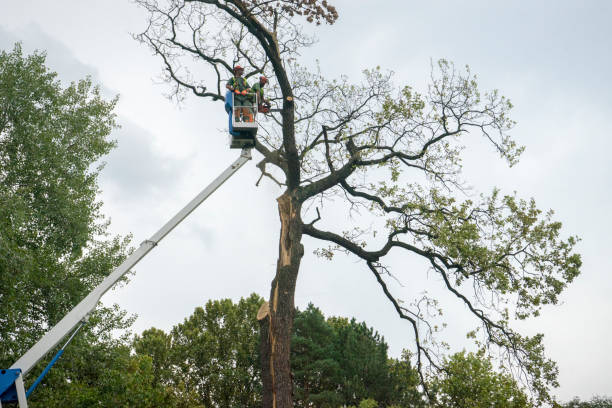 Best Hazardous Tree Removal  in Key West, FL