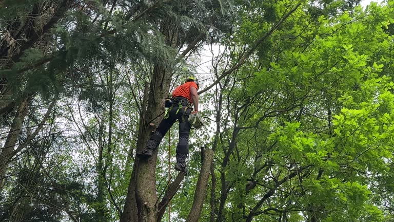 Best Tree Removal  in Key West, FL
