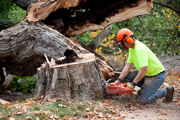 How Our Tree Care Process Works  in  Key West, FL