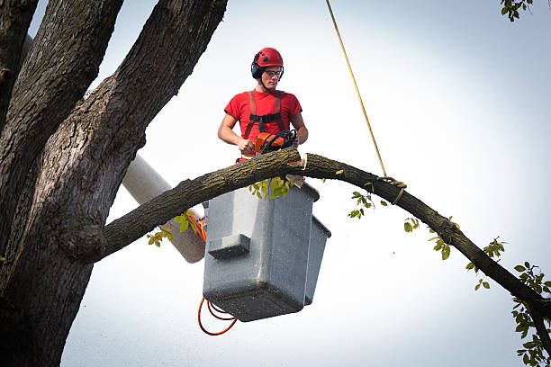 Key West, FL Tree Services Company