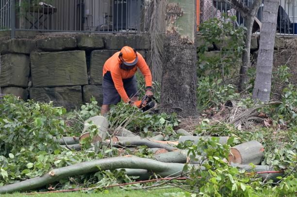 Professional Tree Services in Key West, FL